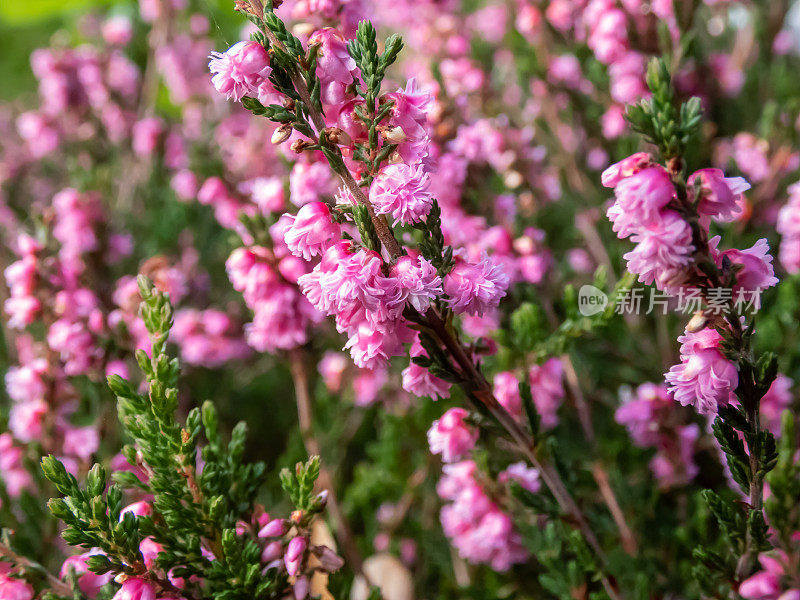 大朵美丽的粉红色，重瓣花的Calluna vulgaris 'Red宠儿'在秋天